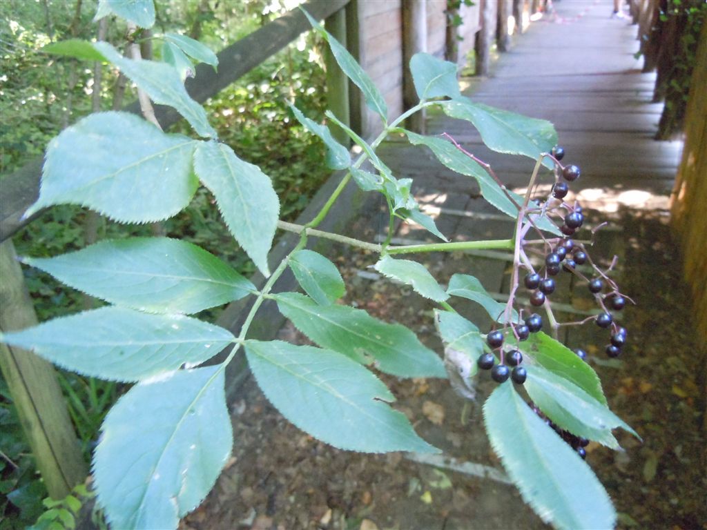 Sambucus nigra